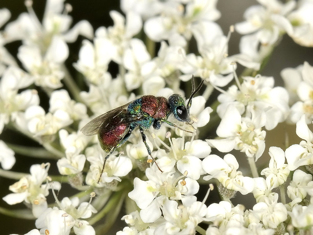 Chrysididae